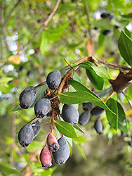 Myrtle (Myrtus communis) at Lakeshore Garden Centres