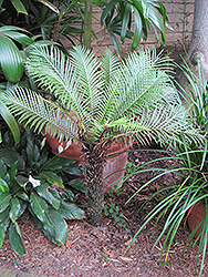 Dwarf Tree Fern (Blechnum gibbum) at Lakeshore Garden Centres