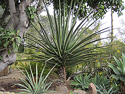 MacDougal's Century Plant (Furcraea macdougalii) at Lakeshore Garden Centres