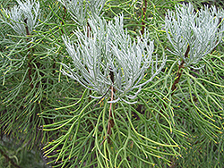 Coulter Bush (Athanasia acerosa) at Lakeshore Garden Centres