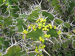 Cow's Horn (Euphorbia grandicornis) at Lakeshore Garden Centres