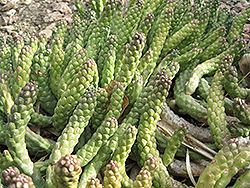 The True Vingerpol (Euphorbia esculenta) at Lakeshore Garden Centres