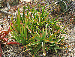 Nubian Aloe (Aloe camperi) at Lakeshore Garden Centres