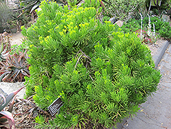 Narrow-Leaf Chalksticks (Senecio cylindricus) at Lakeshore Garden Centres