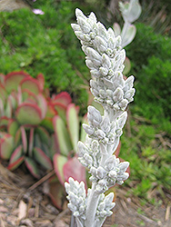 Paddle Plant (Kalanchoe thyrsiflora) at Lakeshore Garden Centres