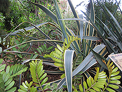 Sunrise Tequila Agave (Agave tequilana 'Sunrise') at Lakeshore Garden Centres