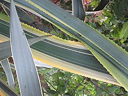 Sunrise Tequila Agave (Agave tequilana 'Sunrise') at Lakeshore Garden Centres
