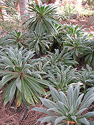 White Tower of Jewels (Echium simplex) at Lakeshore Garden Centres