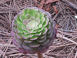 Velour Aeonium (Aeonium 'Velour') at Lakeshore Garden Centres