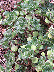 Lindley's Aeonium (Aeonium lindleyi) at Lakeshore Garden Centres
