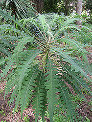 Tree Sonchus (Sonchus canariensis) at Lakeshore Garden Centres