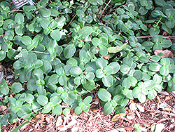 Fairy Crassula (Crassula multicava) at Lakeshore Garden Centres