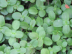 Fairy Crassula (Crassula multicava) at Lakeshore Garden Centres