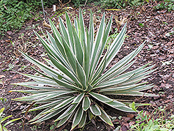 Variegated Caribbean Agave (Agave angustifolia 'Marginata') at Lakeshore Garden Centres