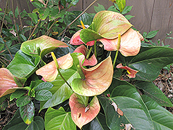 Saturn Anthurium (Anthurium andraeanum 'Saturn') at Lakeshore Garden Centres
