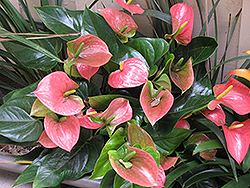 Pink Frost Anthurium (Anthurium antioquiense 'Pink Frost') at Lakeshore Garden Centres