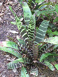 Black Chantini Bromeliad (Aechmea chantinii 'Black Chantini') at Lakeshore Garden Centres