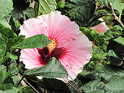 High Voltage Hibiscus (Hibiscus rosa-sinensis 'High Voltage') at Lakeshore Garden Centres