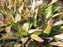 Aztec Bromeliad (Neoregelia 'Aztec') at Lakeshore Garden Centres