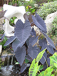 Black Magic Elephant Ear (Colocasia esculenta 'Black Magic') at A Very Successful Garden Center