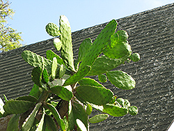 Road Kill Cactus (Opuntia rubescens) at Lakeshore Garden Centres