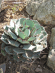 Butterfly Agave (Agave potatorum 'Verschaffeltii') at Lakeshore Garden Centres