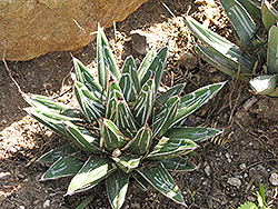 Clustering Queen Victoria Agave (Agave victoriae-reginae 'Minima') at Lakeshore Garden Centres