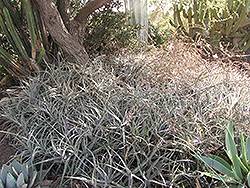Hay Stack Puya (Puya laxa) at Lakeshore Garden Centres