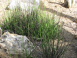 Candelilla (Euphorbia antisyphilitica) at Lakeshore Garden Centres
