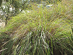 Mesa Form Wright's Dropseed (Sporobolus wrightii 'Mesa Form') at Lakeshore Garden Centres