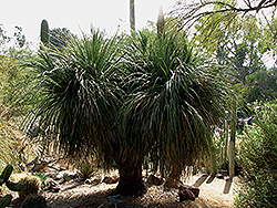 Bear Grass (Nolina beldingii) at Lakeshore Garden Centres