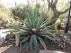 Weber's Agave (Agave weberi) at Lakeshore Garden Centres