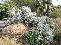 Nevin's Wooly Sunflower (Eriophyllum nevinii) at Lakeshore Garden Centres