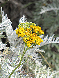 Nevin's Wooly Sunflower (Eriophyllum nevinii) at Lakeshore Garden Centres