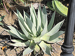 San Ysidro Lane Agave (Agave celsii 'San Ysidro Lane') at Lakeshore Garden Centres