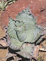 Mescal Ceniza Agave (Agave colorata) at Lakeshore Garden Centres