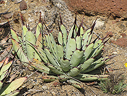 Black-spined Agave (Agave macroacantha) at Lakeshore Garden Centres