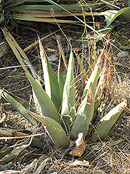 Sharkskin Agave (Agave 'Sharkskin') at Lakeshore Garden Centres