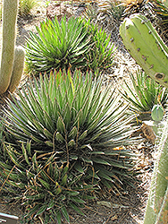 Thread-leaf Agave (Agave filifera ssp. schidigera) at Lakeshore Garden Centres