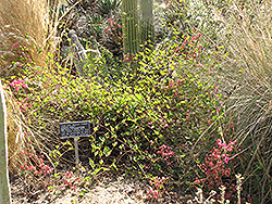 Coral Vine (Antigonon leptopus) at Lakeshore Garden Centres