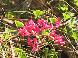 Coral Vine (Antigonon leptopus) at Lakeshore Garden Centres