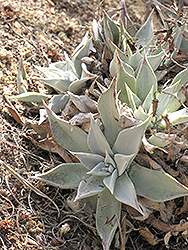Red Flowering Dudleya (Dudleya rubens) at Lakeshore Garden Centres