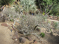 Elephant Tree (Bursera microphylla) at Lakeshore Garden Centres