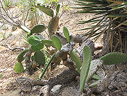 Tapona Prickly Pear Cactus (Opuntia tapona) at Lakeshore Garden Centres