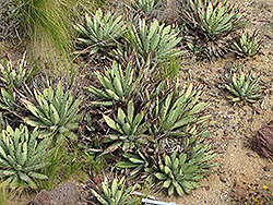 Black-spined Agave (Agave macroacantha) at Lakeshore Garden Centres