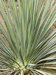 Desert Spoon (Dasylirion wheeleri) at Lakeshore Garden Centres