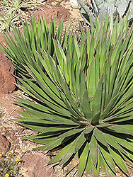 Ocahui Agave (Agave ocahui) at Lakeshore Garden Centres