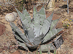 Rancho Soledad Agave (Agave gigantensis 'Rancho Soledad') at Lakeshore Garden Centres