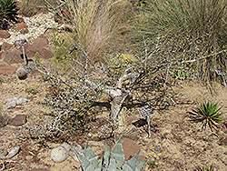 Fragrant Bursera (Bursera fagaroides) at Lakeshore Garden Centres