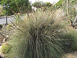 Lindheimer's Muhly (Muhlenbergia lindheimeri) at Lakeshore Garden Centres